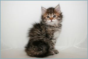 Female Siberian Kitten from Deedlebug Siberians